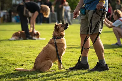 K9 SWS CENTRUM SZKOLENIA PSÓW I HOTEL DLA PSÓW